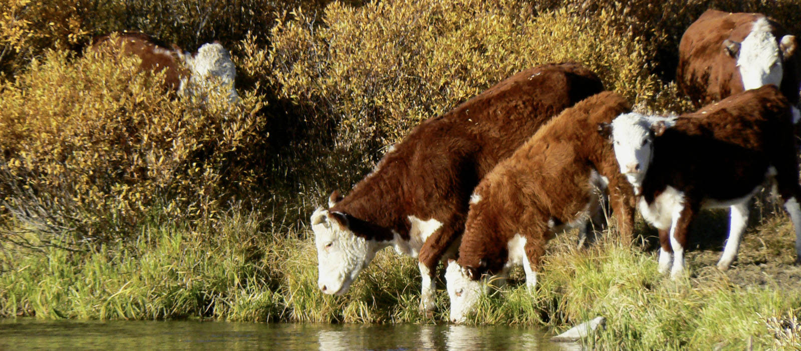 Agricultural producers: apply now for USDA’s Coronavirus Food Assistance Program (CFAP)