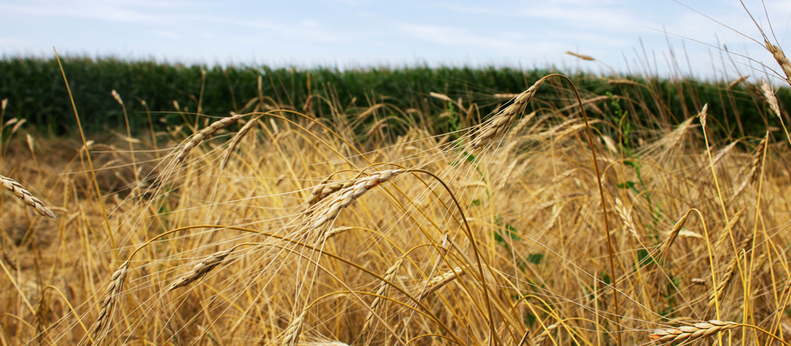 Ancient crops may find a new niche in Wyoming