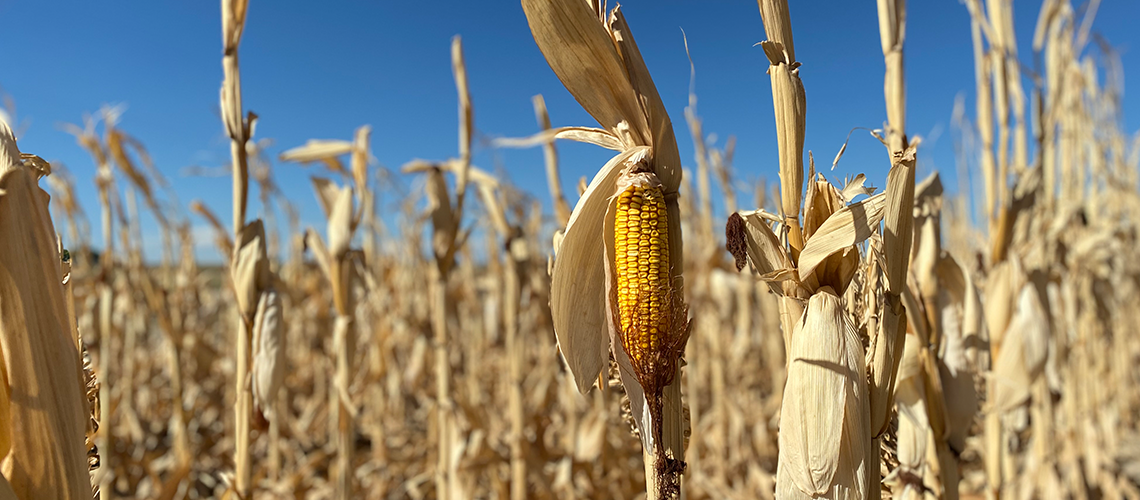 Business Relief Funding for Agriculture Coming in November